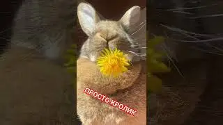 Просто кролик жующий одуванчик