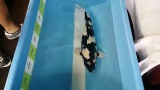 17 June 2018