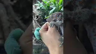 MY TOKAY GECKO BIT ME! HORN WORM FEEDING
