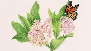 Flora and Fauna Illustrata exhibit preview