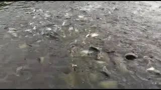 Fish farm in Bangladesh #nature #fishing #bangladesh #prof_doha
