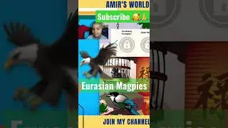 Amazing Facts about Eurasian Magpies #shortvideo #shorts #shortvideo #ashadiee