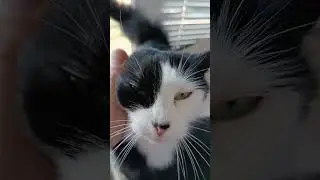 С добрым утром от нашего прайда.