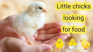 🐤🐣🐥Beautiful chicks playing and eating in the garden |  Beautiful bird sounds and shapes