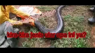 Penemuan ular babon di kebun sawit