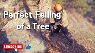 Felling A Tree in the Colorado Mountains.