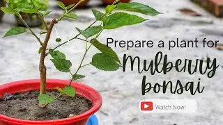 Making Mulberry Bonsai | মালবেরী বনসাই তৈরি -Phase 1