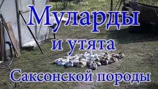 Муларды и Саксонские утки