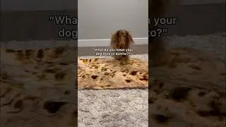 Oh you want to see the burrito trick?? 👀 🌯 #dachshund #dogs #dogtricks #funnydogs #cutedog