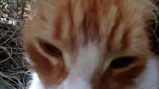 Кот  нюхает камеру Мем