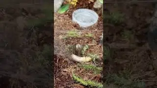 BARN FUNNEL WEAVER
