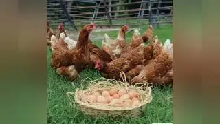 СХЕМА СОСТАВЛЕНИЯ РАЦИОНА ДЛЯ КУР НЕСУШЕК. КОРМЛЕНИЕ НЕСУШЕК.