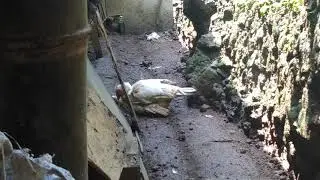 ngintip lagi wik wik
