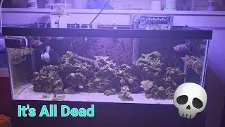 Lost It All! 20 Gallon Long Nano Reef Crash Power Outage