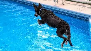 This Puppy is LEAPING Into the Swimming Pool! (What Kind of Dog is he?)