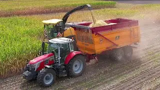 Mais hakselen | Chopping corn | Maishäckseln | New Holland | Valtra | Massey Ferguson | Maisoogst