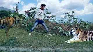 TIGER ATTACK. VFX SHORT FILM ll GREEN SCREEN ANIMAL VIDEO ll 
