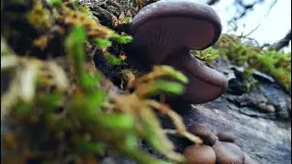 For mushrooms in early spring. Silent hunting 2020