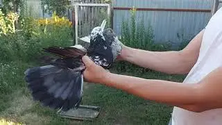 Николаевские голуби.Набрасываю молодежь.