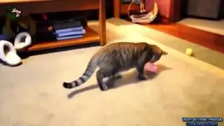 Приколы кошки и воздушные шарики