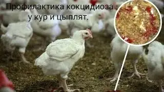 Профилактика кокцидиоза у взрослой птицы и молодняка.