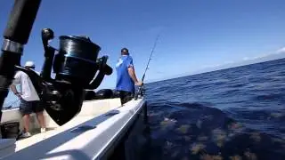 Dolphin Mahi Mahi Tips
