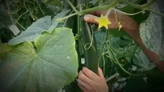 Rapidly Growing Cucumber Snelst Groeiende Komkommer