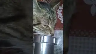 Моя новая безотходная мясорубка))))