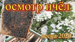 пчеловодство осмотр пчёл подробный видео материал
