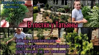 В гостях в саду у Татьяны. Редкие хвойные растения. Обзор редких растений. Прогулка по саду.