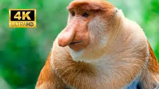 The World Colorful Monkey Clip Collection 4K Ultra