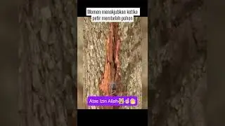 Momen menakjubkan ketika petir membelah pohon