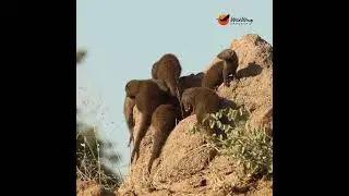 A busy day at the anthill! 💛 #wildlife #animals #safari #krugernationalpark #krugersightings