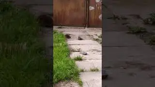 🦔🌿Я на даче с ежами🌿🦔