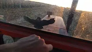 UTB 650 și grebla Agrolead ,,strâng coceni