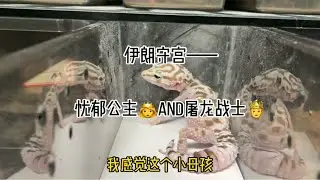 伊朗守宫———忧郁公主and屠龙小战士