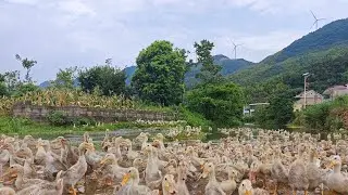 Beautiful Rural Scenery in China, Escape From City, Seek Inner Peaceful of Life. #china #scenery