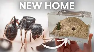 Moving my Harvester Ants Reveals Some Weird Personalities
