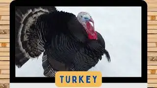 BIRDS NAMES AND SOUNDS FOR KIDS| EDUCATIONAL VIDEOS FOR TODDLERS|2-6 YEARS| VOCABULARY|SLOW PACED|