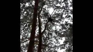 Голос на куницу