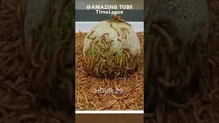 10.000 Worms eating Melon Time Lapse