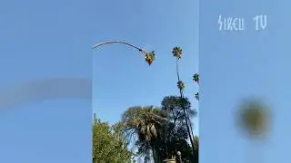 Pria ini mempertaruhkan nyawa memotong pohon palm yang tinggi