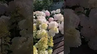 НАДЁЖНЫЙ СПОСОБ ПОДГОТОВКИ РАСТЕНИЙ К ЗИМЕ