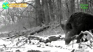 A huge wild #boar, a lonely male, gnawed a hole in the ice to take a few sips of water. #Wildlife