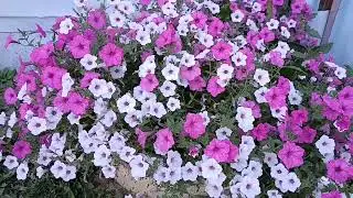 🍁Вести с дачи на 14.09.2024г🍁