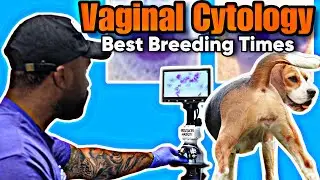 How to preform a “canine vaginal cytology”: Best time to breed your dog for best results!
