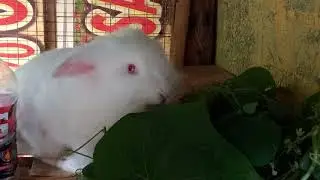 Cotton | Bunny eats...