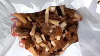ШУШЕРЕБКИ СМОРЧКИ ЗМОРШОК  Гриби!