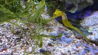 Hippocampus kuda jaune