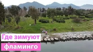 Где зимуют фламинго? Жизнь в Турции. Измир / İnciraltı kent ormanı. İzmir. Türkiye